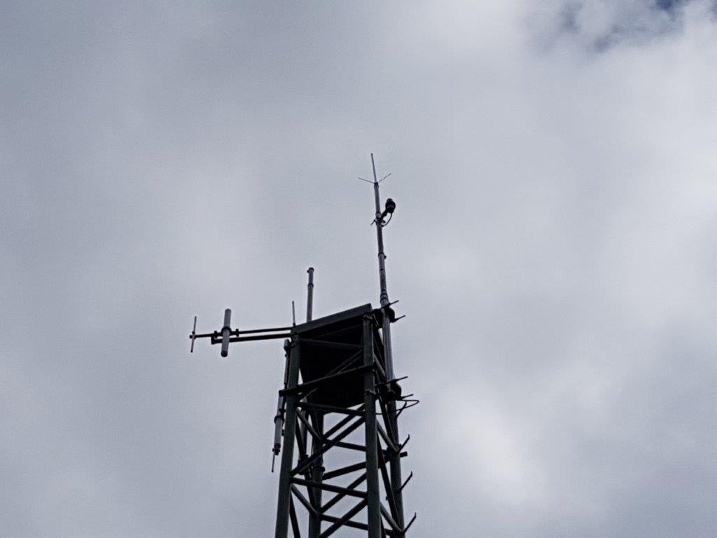 antennen nenzlingen